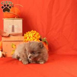 Ishmeal, Pomeranian Puppy